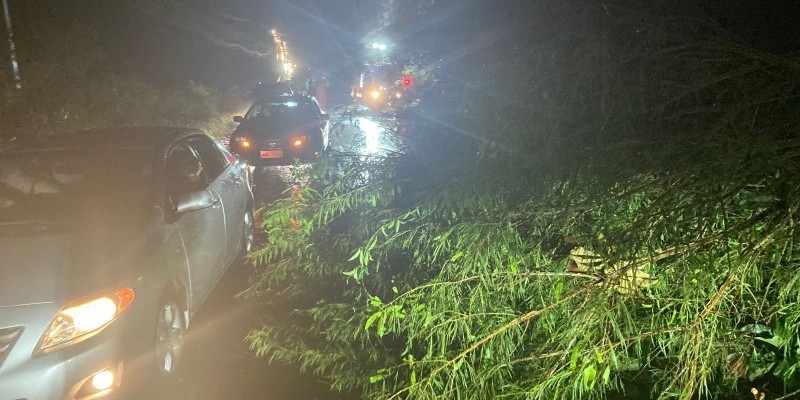 Temporal provocou queda de árvores e poste na SC-108 em Urussanga