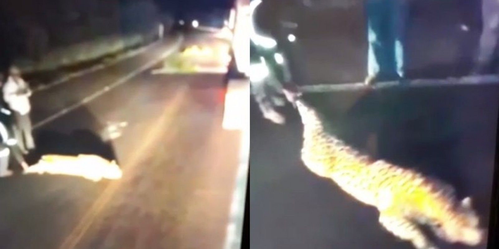 Onça-pintada gigante atropelada em Urussanga? Veja se o vídeo é real ou falso